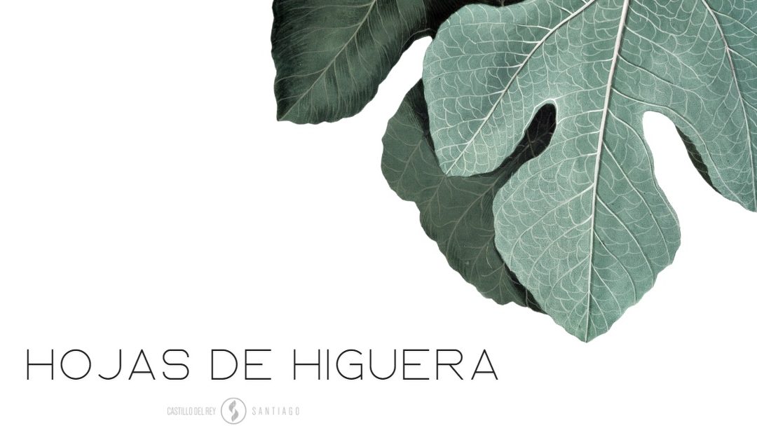 Hojas de higuera